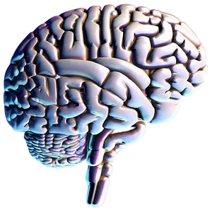Modern Brain Outline PNG 06272024