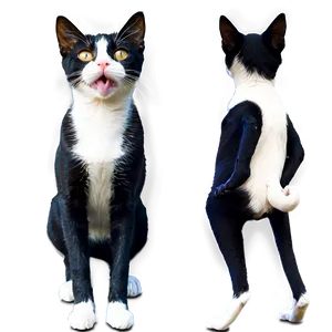 Modern Cat Meme PNG Vnr PNG