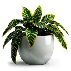 Modern Floor Plant Png Phg19 PNG image