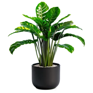 Modern Floor Plant Png Wtu PNG image