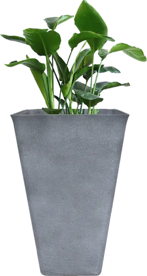 Modern Gray Planterwith Green Plant PNG image