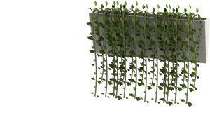 Modern Hanging Plant Design PNG image