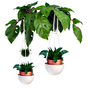 Modern Hanging Plant PNG 05252024