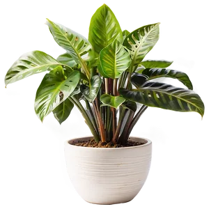 Modern Indoor Plants Png 06252024 PNG image