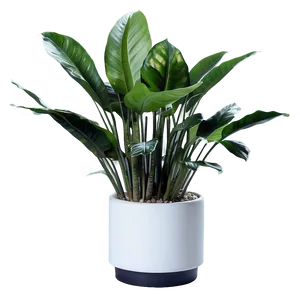 Modern Indoor Plants Png 06252024 PNG image