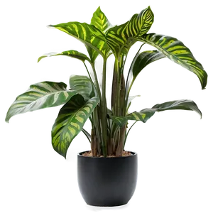 Modern Indoor Plants Png 81 PNG image