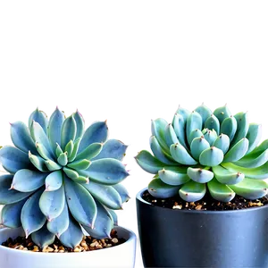 Modern Succulent Png 05242024 PNG image
