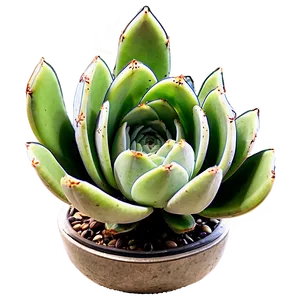 Modern Succulent Png 05242024 PNG image