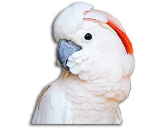 Moluccan Cockatoo Profile PNG image