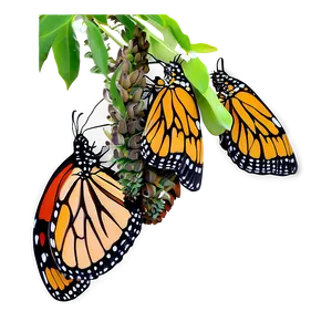 Monarch Butterflies Cluster PNG Hrn PNG