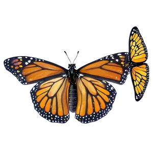 Monarch Butterflies D
