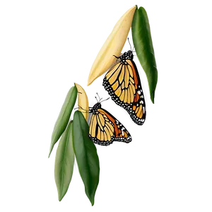 Monarch Butterflies In Flight Png 06252024 PNG image