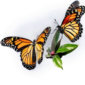 Monarch Butterflies In Flight PNG 06252024 PNG