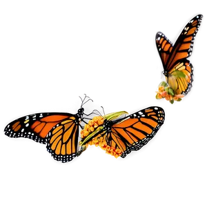 Monarch Butterflies In Flight PNG 81