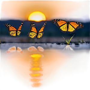 Monarch Butterflies In Sunset PNG Lru