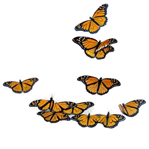 Monarch Butterflies Landing PNG Fmq