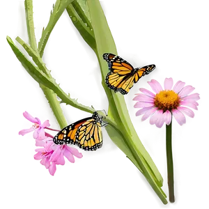 Monarch Butterflies On Flower PNG 55