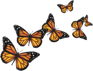 Monarch Butterfliesin Flight PNG image
