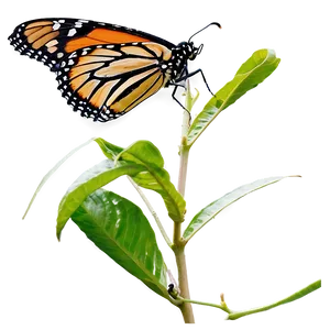 Monarch Butterfly Feeding PNG 05252024 PNG