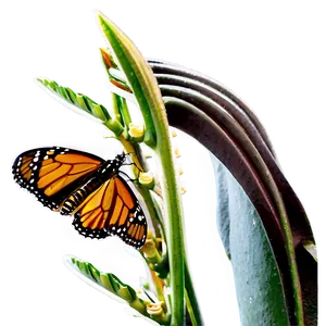 Monarch Butterfly Feeding PNG 05252024 PNG