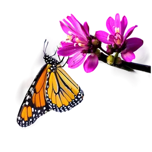 Monarch Butterfly Feeding Png 78 PNG image