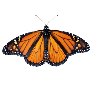 Monarch Butterfly Habitat Png 05252024 PNG image