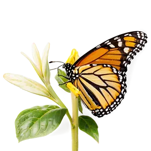 Monarch Butterfly Habitat PNG Kok93 PNG