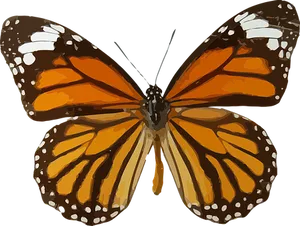 Monarch Butterfly Illustration