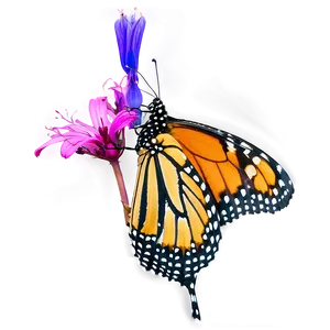 Monarch Butterfly In Flight Png Svl43 PNG image