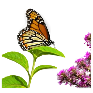 Monarch Butterfly In Garden PNG 19 PNG