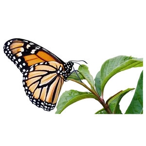 Monarch Butterfly In Nature Png 21 PNG image