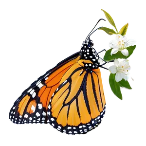 Monarch Butterfly In Nature Png 56 PNG image