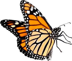 Monarch Butterfly Isolatedon Black PNG image
