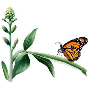 Monarch Butterfly Life Cycle Png 05252024 PNG image