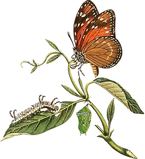 Monarch Butterfly Life Cycle