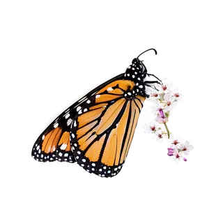 Monarch Butterfly Migration Png 05252024 PNG image