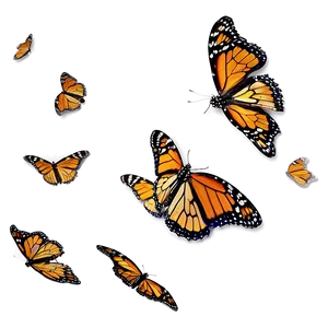 Monarch Butterfly Migration Png 45 PNG image