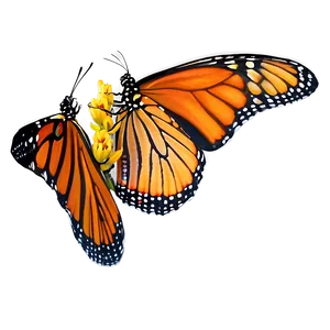 Monarch Butterfly Migration PNG Wjb68