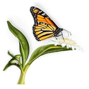 Monarch Butterfly On Flower Png 90 PNG image