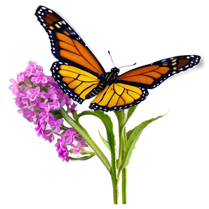 Monarch Butterfly On Flower PNG Hkn