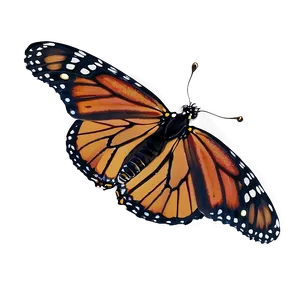 Monarch Butterfly On White Png 96 PNG image