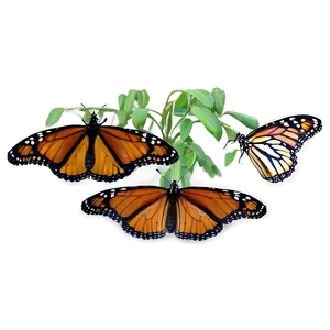 Monarch Butterfly Overlay Png Oht PNG image