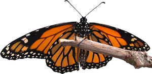 Monarch Butterfly Perchedon Branch PNG image