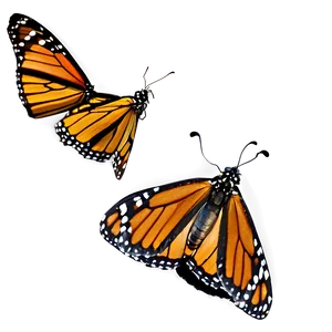 Monarch Butterfly Reserve Mexico Png 94 PNG image