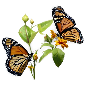 Monarch Butterfly Reserve Mexico Png Qdj PNG image