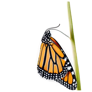 Monarch Butterfly Side View Png Dpk42 PNG image
