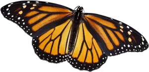 Monarch Butterfly Spread Wings PNG image