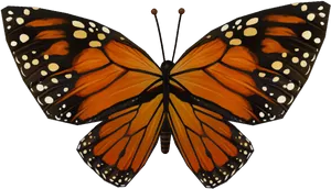 Monarch Butterfly Symmetry PNG image