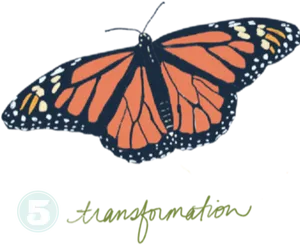 Monarch Butterfly Transformation PNG image