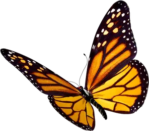 Monarch Butterfly Transparent Background PNG image